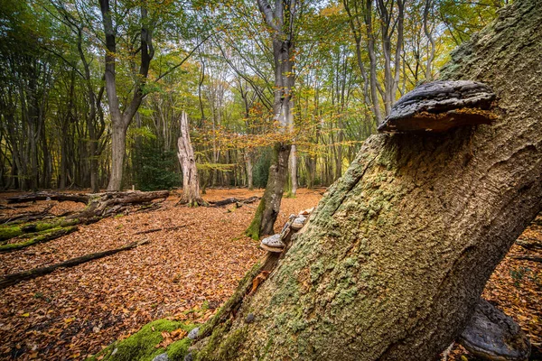 Floresta Outono Com Árvores Caídas Troncos Árvores Intemperizadas — Fotografia de Stock
