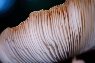 Başlığın altındaki mantar lamellae mantarın üremesi için gerekli mikroskobik sporları üretir..