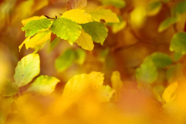 Folhas Faia Outono Uma Árvore Fecham Dia Ensolarado Espaço Cópia — Fotografia de Stock