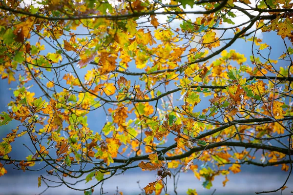 Outono Colorido Folhas Contra Céu Azul Árvore Outono Idílica Bela — Fotografia de Stock