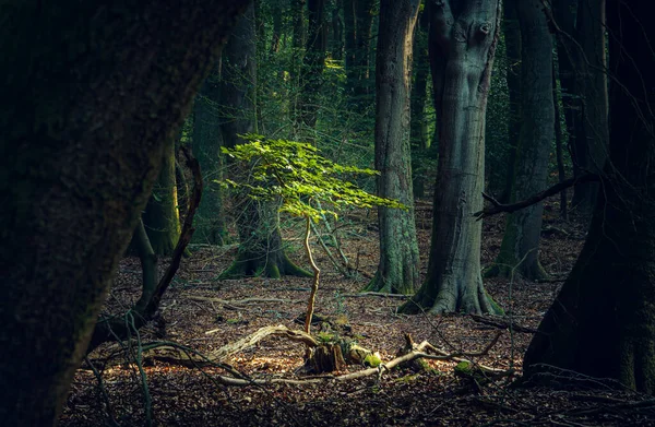 Zöld Színű Nyári Erdő Holland Erdőben Speulderbos Putten Hollandia — Stock Fotó