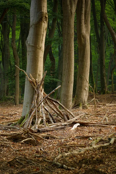 Палочки Прижатые Детьми Дереву Постройки Хижины Лесу — стоковое фото