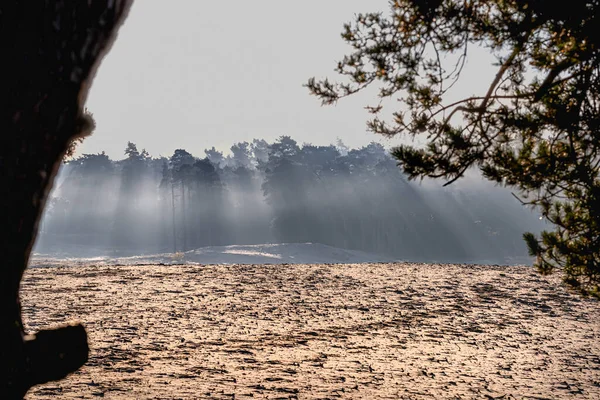 Туманный Край Леса Утренним Солнцем Рядом Пустыми Песчаными Дюнами Ландшафт — стоковое фото