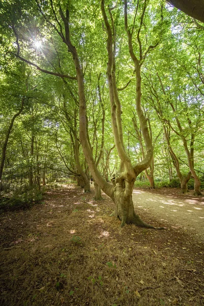 夏のオランダの州 ゼーラント州のDomburg近くにナッジの木がある海岸林の風景 — ストック写真