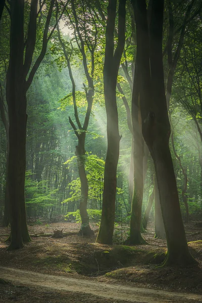 透过雾气的阳光照射下美丽的阳光轮廓森林 — 图库照片