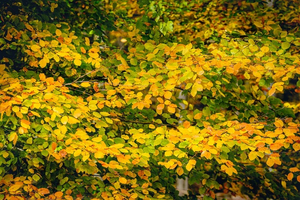 Κοντινό Πλάνο Πολύχρωμα Κόκκινα Πορτοκαλί Κίτρινα Φύλλα Φυσικό Μοτίβο Υφή — Φωτογραφία Αρχείου