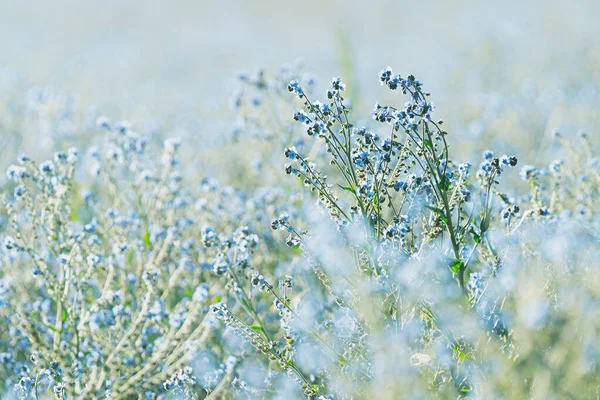 Krásný Malý Modrý Květ Lnu Květiny Detailní Vlnění Větru — Stock fotografie