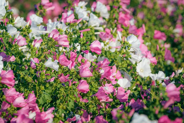 Utsädesodling Som Jordbruksprodukt Med Blommande Blommor Provinsen Zeeland Nederländerna — Stockfoto