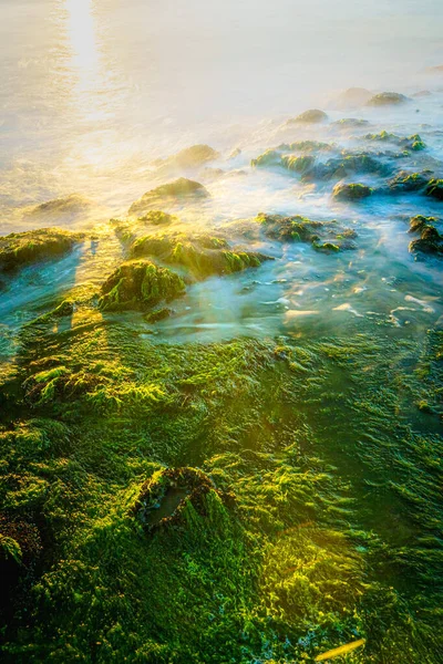 Rochers Aux Algues Vertes Lumière Soleil Couchant Des Vagues Mystiques — Photo