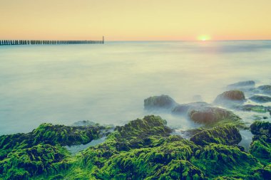 Batan güneşin ve mistik dalgaların ışığında yeşil yosunlu kayalar. Hollanda, Zeeland, Hollanda 'da uzun süreli fotoğrafçılık