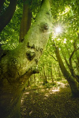 Hollanda 'nın Zeeland bölgesindeki Domburg yakınlarında kıyı ormanı manzarası yaz mevsiminde bir vilayet.