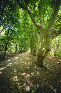 Hollanda 'nın bir ili olan Zeeland' de Domburg yakınlarında kıyı ormanı manzarası Berkenbosch 'u kaplıyor.