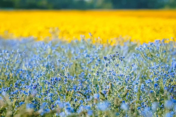 Hermosas Flores Lino Floración Azul Primer Plano Ondeando Viento — Foto de Stock