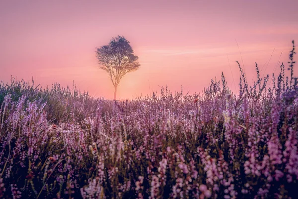Kwitnące Pole Wrzosowe Holandii Kwitnące Różowe Fioletowe Pola Wrzosowe Rano — Zdjęcie stockowe