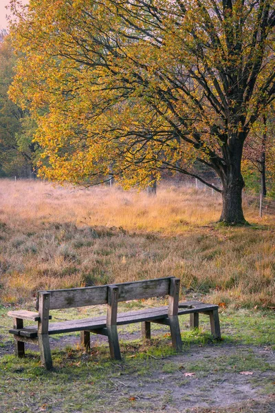 Bench allong forest path with view on forest edge at fall season