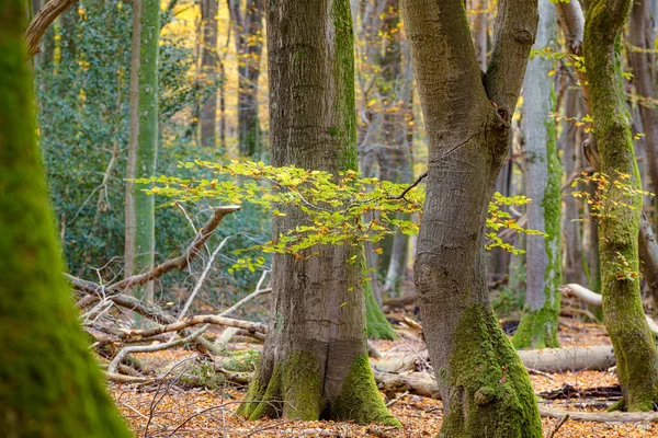 秋色和大气色的原始森林的细节 — 图库照片