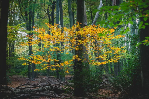 Detalles Bosque Primitivo Con Colores Otoñales Colores Atmosféricos —  Fotos de Stock