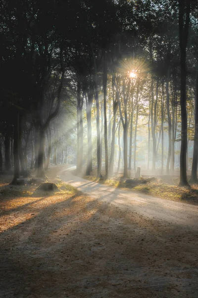 阳光照射在阴森森的森林里 朦胧的森林阳光 阳光林雾 雾蒙蒙的森林里的阳光 — 图库照片