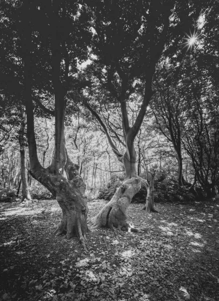 オランダの州 ゼーラント州のDomburgの近くにナッジの木がある海岸林の風景 Buitenplats Berkenbosch — ストック写真