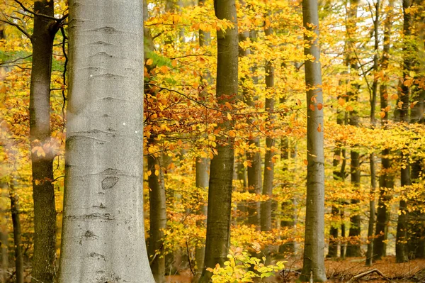 Gouden Bos Met Beukenbomen Kleurrijke Bladeren Feeënherfstlandschap Boomstammen Natuur Seizoenen — Stockfoto