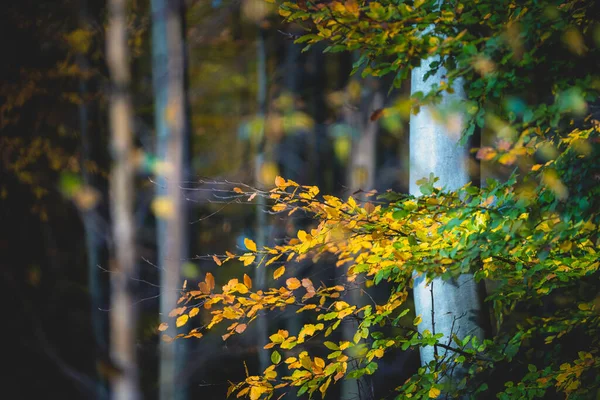 Золотой Лес Буковыми Деревьями Разноцветные Листья Сказочный Осенний Пейзаж Стволы — стоковое фото