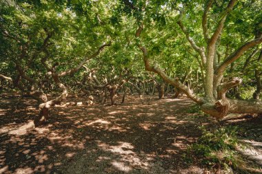 Hollanda, Buitenplaats Berkenbosch 'ta yer alan Zeeland, Domburg yakınlarındaki sahil orman manzarası de manteling van Walcheren
