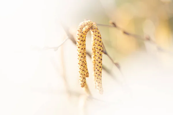 Catkins Hanging Blurred Background Forest Branches Silver Birch Defocused Background — Stock Photo, Image