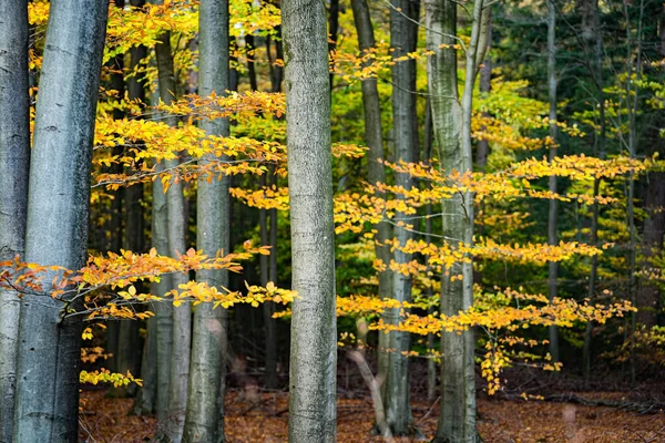 Gouden Bos Met Beukenbomen Kleurrijke Bladeren Feeënherfstlandschap Boomstammen Natuur Seizoenen — Stockfoto