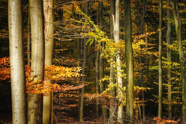 Güneşli Bir Günde Altın Genç Kayın Ağacı Renkli Kırmızı Turuncu — Stok fotoğraf