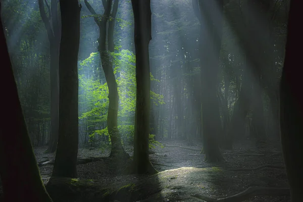 Bela Floresta Silhueta Ensolarada Com Raios Sol Através Nevoeiro — Fotografia de Stock