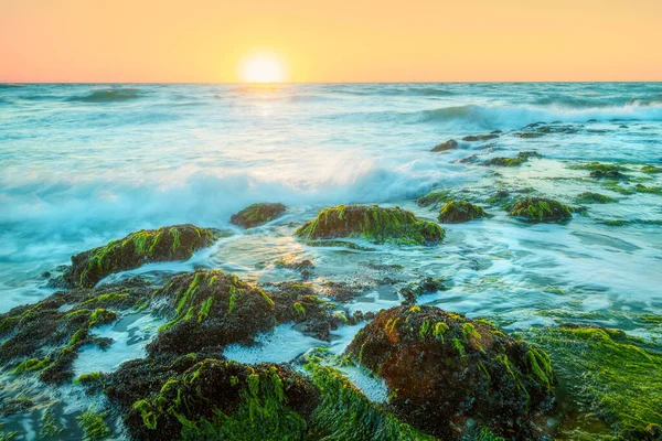 夕日と神秘的な波の光の中で緑の海藻を持つ岩 オランダの海岸 ゼーラント州 オランダの長い露出写真 — ストック写真