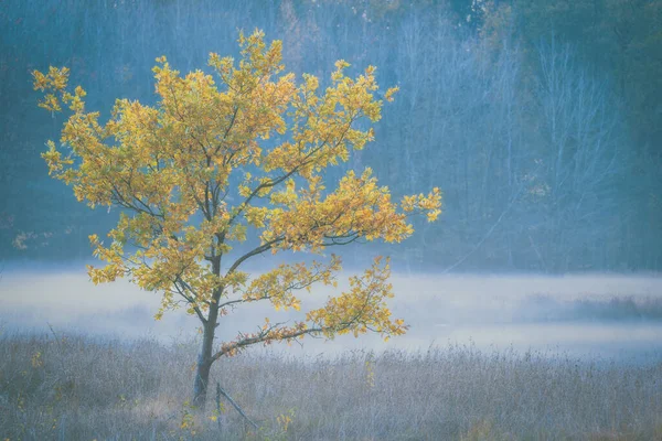 Лесной Пруд Лесной Край Растущим Туманом Осенним Дубом — стоковое фото