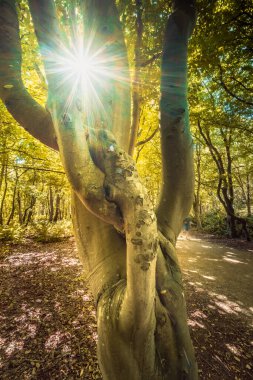Hollanda 'nın Zeeland bölgesindeki Domburg yakınlarında kıyı ormanı manzarası yaz mevsiminde bir vilayet.