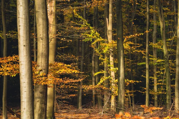 ブナの木と黄金の森 カラフルな葉 妖精の秋の風景 木の幹 — ストック写真
