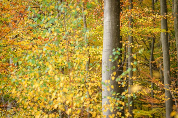 Floresta Dourada Com Faia Folhas Coloridas Paisagem Outono Fadas Troncos — Fotografia de Stock