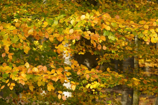 Paisagem Outono Troncos Árvores Natureza Estações Ecologia Meio Ambiente — Fotografia de Stock