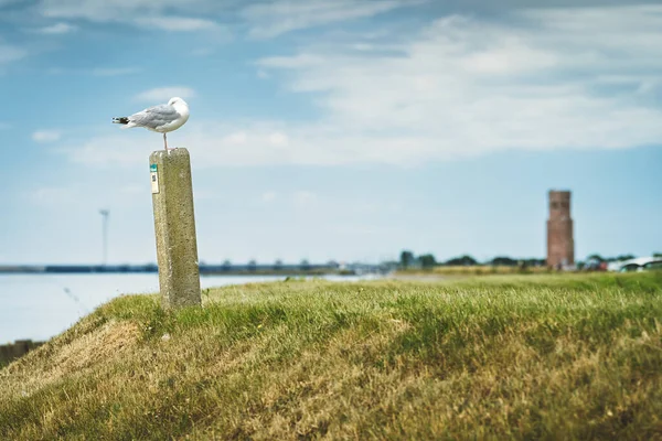 荷兰Zeeland海岸一个被淹死的村庄 Plompetoren 的塔台上 海鸟沿着堤坝前进 — 图库照片