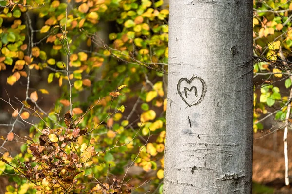 美しい秋の色を持つブナの木への愛の行為 — ストック写真