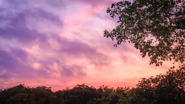 Magnificent night blue and pink sky at dawn. Dark silhouettes of oaks of a wild forest against the colorful sky. The beauty of nature.