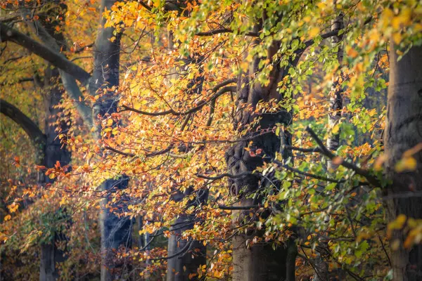Złoty Las Bukami Kolorowe Liście Jesienny Krajobraz Pnie Drzew Natura — Zdjęcie stockowe