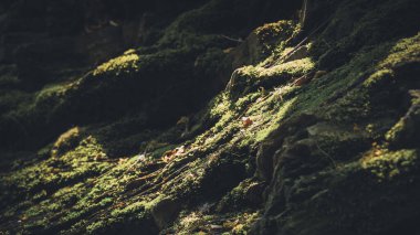 Valle De La Hoegne nehri, Belçika, Ardennes 'deki güzel şelale manzarası.