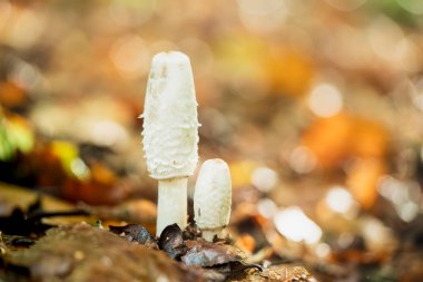 Mürekkep mantarı, Coprinus koması, tüylü mürekkep başlığı. Mevsim boyunca sonbahar ormanlarında beyaz, dar şekilli mantarlar