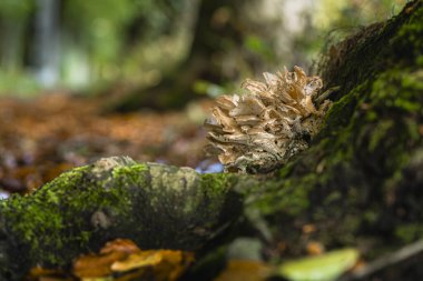 Mantar, kayın ağacının dibinde bir parazit olarak yetişir.