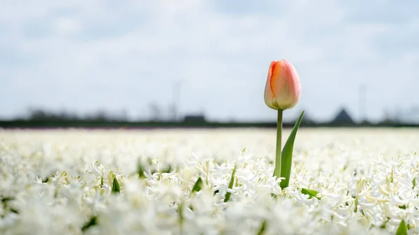 Growing flower bulbs in the Dutch landscape with blooming spring flowers such as tulips, hyacinths and daffodils