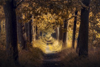 Büyük ağaçlar arasındaki dar yol. Yol dışarı çıkan köklerle kaplı. Ağaçların uzun patikalı görüntüsü. Narural ağaç tüneli görüntüsü.