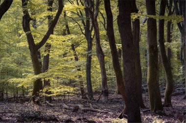 Güneş ışığı yeşil yaprakların arasına düşen kayın ormanı