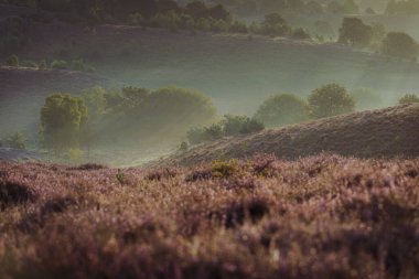 Çiçekli fundalık tepelerde sabah sisinde çiğ güneş ışığıyla gün batımı