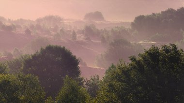 National nature reserve on the edges of the Hoge Veluwe with hills covered with flowering heather at the end of summer, Arnhem, Netherlands clipart