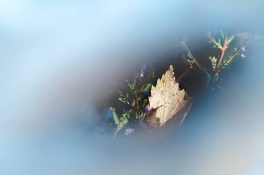 Çiçeklerin açtığı orman zemininde arka planda renkli huş yaprakları var..