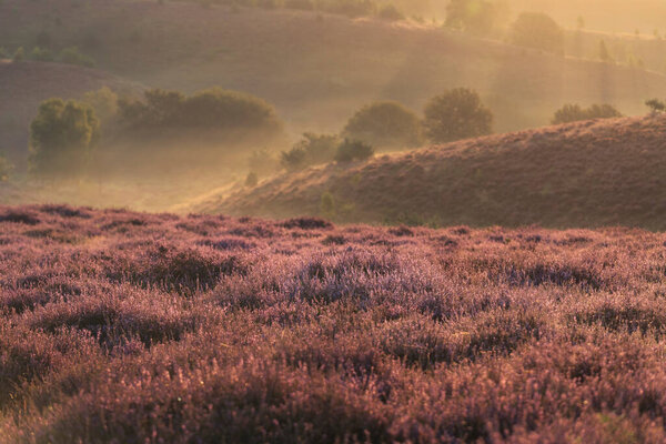 Слоистый пейзаж с утренними солнечными лучами, падающими над туманными холмами, покрытыми цветущей вереском в Нидерландах